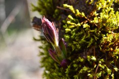 Nr.-159-Roter-Holunder-im-Engelmannsholz
