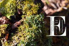 Nr.-163-Flechten-im-Klimawald-Engelmannsholz