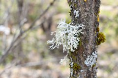 Nr.-166-Flechten-Fruehjahr-2022