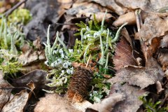 Nr.-168-Flechten-Engelmannsholz-2022