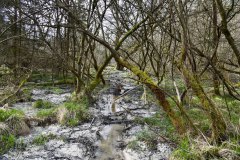 Nr.-169-Wasserzulauf-Engelmannsholz