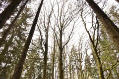 Nr.-172-Engelmannsholz-2022