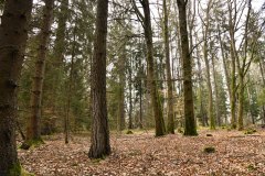 Nr.-173-Engelmannsholz-Fruehjahr-2022