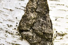 Nr.-176-Insekten-Wohnungen-Engelmannsholz