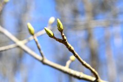 Nr.-180-Fruehling-Engelmannsholz
