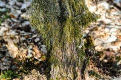 Nr.-186-Art-of-nature-Engelmannsholz