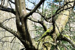 Nr.-190-Art-of-nature-Engelmannsholz