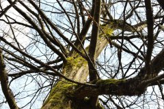 Nr.-193-Art-of-Nature