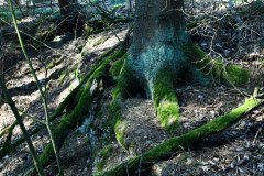 Nr.-212-Moorwald-Engelmannsholz