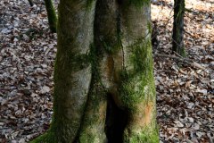 Nr.-227-Urwald-Engelmannsholz