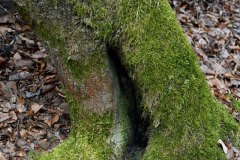 Nr.-228-Urwald-Moose-Engelmannsholz