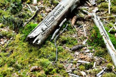 Nr.-233-Geschuetzte-Ringelnatter-im-Engelmannsholz