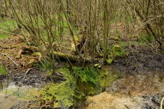 Nr.-258-Sumpf-Engelmannsholz-Wasserspreicher