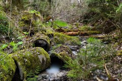 Nr.-303-Wasserzulauf-Engelmannsteich-im-Engelmannsholz