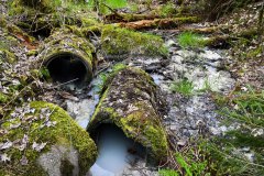 Nr.-306-Wasserzulauf-Engelmannsteich-im-Engelmannsholz