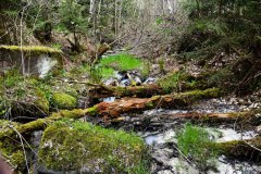 Nr.-307-Wasserzulauf-Engelmannsteich-im-Engelmannsholz