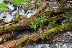 Nr.-308-Wasserzulauf-Engelmannsteich-im-Engelmannsholz