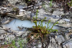 Nr.-312-Wasserzulauf-Engelmannsteich-im-Engelmannsholz