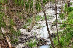 Nr.-320-Wasserzulauf-Biotop-Engelmannsholz