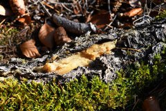 Nr.-33-Flechten-Engelmannsteich