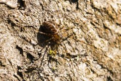 Nr.-34-Spinne-Engelmannsholz