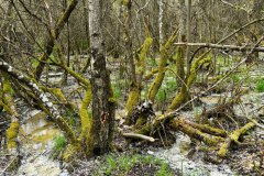 Nr.-364-Wasserzulauf-Engelmannsteich-im-Engelmannsholz