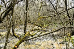 Nr.-365-Sumpfgebiet-Engelmannsholz