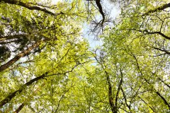 Nr.-379-Klimawald-Engelmannsholz