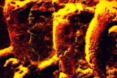 Nr.-41-Hohe-Biodiversitaet-im-Engelmannsholz