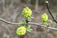 Nr.-410-Holunderbluete-Fruehling-2022-Engelmannsholz