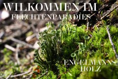 Nr.-43-Flechten-im-Engelmannsholz