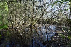 Nr.-444-Der-Urwald-am-Rande-der-Moorwiese-Engelmannsteich