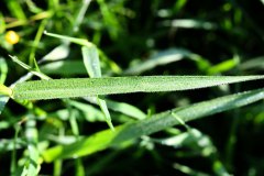 Nr.-456-Grassamen-in-der-Moorwiese-am-Engelmannsteich