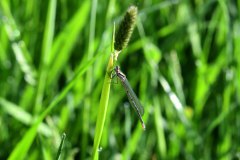 Nr.-478-Libelle-in-der-Moorwiese-am-Engelmannsholz