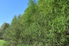 Nr.-489-Moorwiese-Engelmannsteich