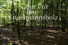 Nr.-49-Natur-Pur-Engelmannsholz