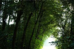 Nr.-50-Wandern-im-Engelmannsholz
