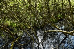 Nr.-500-Moorwald-auf-der-Moorwiese-Engelmannsholz