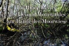 Nr.-505-Biber-Revier-auf-der-Moorwiese-im-Engelmannsholz