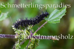 Nr.-51-Schmetterlingsparadies-Engelmannsholz