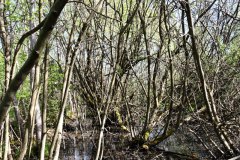 Nr.-512-Urwald-am-Rande-der-Moorwiese