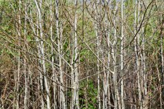 Nr.-518-Junger-Pappelwald-am-Rande-der-Moorwiese