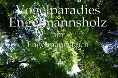 Nr.-52-Vogelparadies-Engelmannsteich