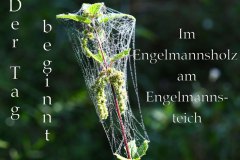 Nr.-53-Der-Tag-beginnt-Engelmannsholz