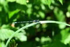 Nr.-543-Libelle-Moorwiese Engelmannsteich