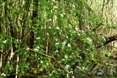 Nr.-549-Vogelbeere-am-Rande-der-Moorwiese