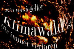 Nr.-56-Klimawald-Engelmannsholz