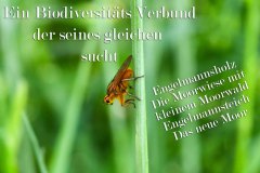 Nr.-614-Fliege-Biodiversitaet