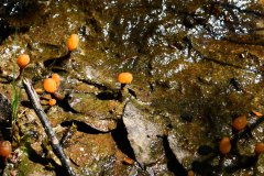 Nr.-617-Pilze-im-Wasserzulauf