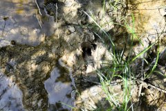 Nr.-620-Wasserzulauf-Engelmannsteich